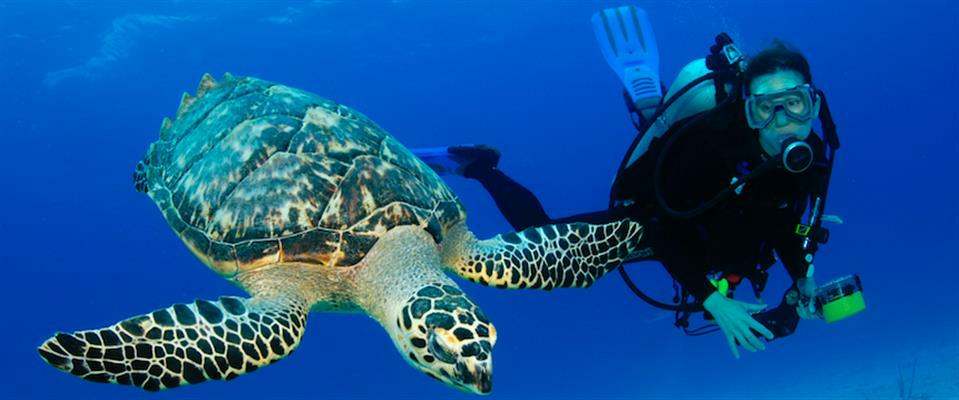 Multi-Day Dive Packages